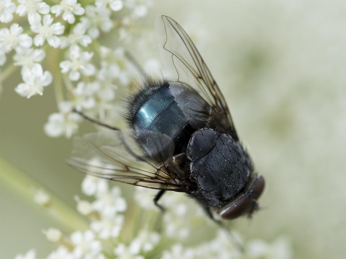 Calliphora vomitoria